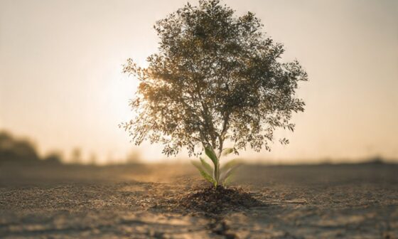 A young tree standing strong in dry soil under a warm sunrise, symbolizing patience, endurance, and the eventual sweetness of victory.