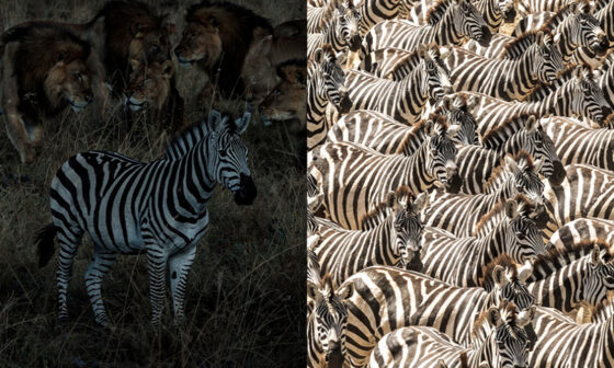 A conceptual image contrasting the vulnerability of a lone zebra with the safety of a dazzle-camouflaged herd, representing the tactical necessity of fellowship.
