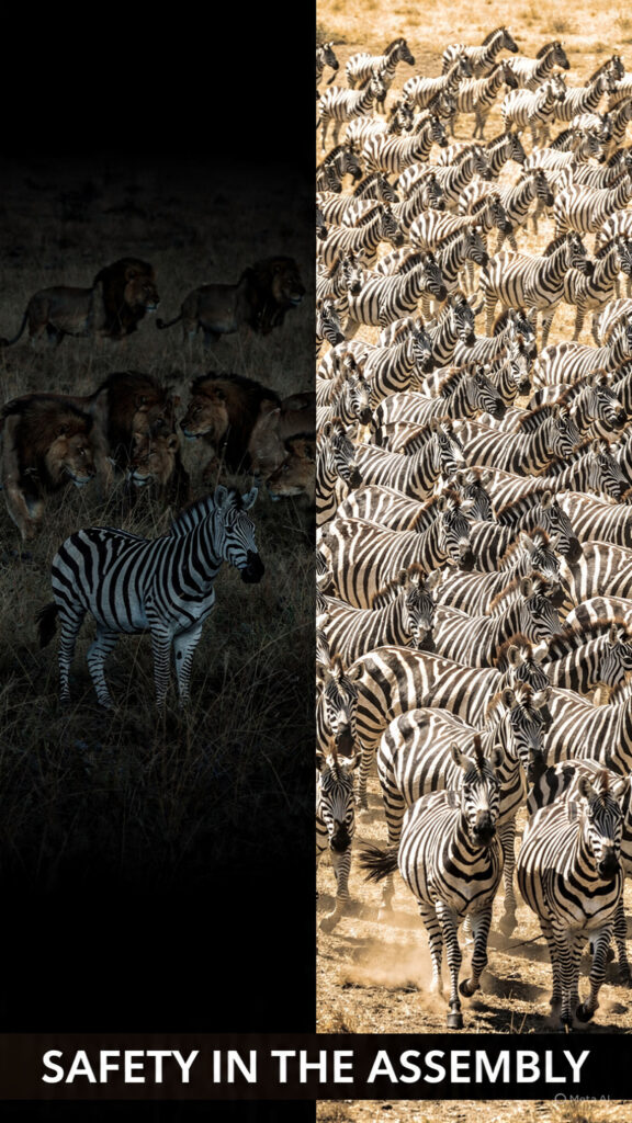 A conceptual image contrasting the vulnerability of a lone zebra with the safety of a dazzle-camouflaged herd, representing the tactical necessity of fellowship.